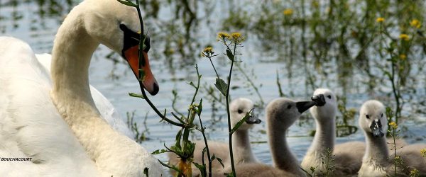 Cygne 1.jpg Signature